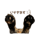 猫みーみ（個別スタンプ：2）