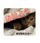 猫みーみ（個別スタンプ：4）