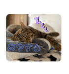 猫みーみ（個別スタンプ：5）