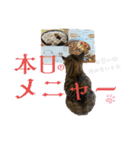猫みーみ（個別スタンプ：7）