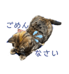 猫みーみ（個別スタンプ：8）