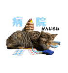 猫みーみ（個別スタンプ：11）