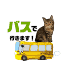 猫みーみ（個別スタンプ：12）