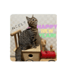 猫みーみ（個別スタンプ：13）
