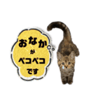 猫みーみ（個別スタンプ：14）