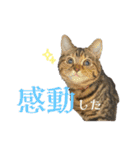 猫みーみ（個別スタンプ：15）