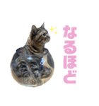 猫みーみ（個別スタンプ：16）