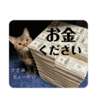 猫みーみ（個別スタンプ：17）
