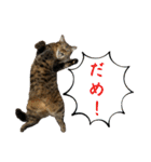 猫みーみ（個別スタンプ：18）