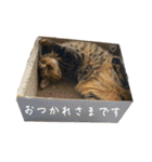 猫みーみ（個別スタンプ：19）