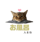 猫みーみ（個別スタンプ：20）