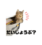 猫みーみ（個別スタンプ：22）