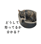 猫みーみ（個別スタンプ：23）