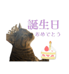 猫みーみ（個別スタンプ：25）
