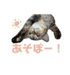 猫みーみ（個別スタンプ：28）