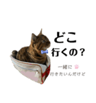 猫みーみ（個別スタンプ：29）