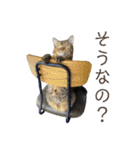 猫みーみ（個別スタンプ：30）