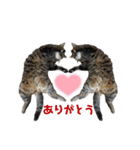 猫みーみ（個別スタンプ：31）