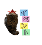 猫みーみ（個別スタンプ：33）