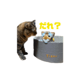 猫みーみ（個別スタンプ：34）