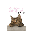 猫みーみ（個別スタンプ：36）