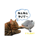 猫みーみ（個別スタンプ：37）
