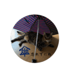 猫みーみ（個別スタンプ：38）