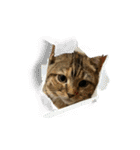 猫みーみ（個別スタンプ：39）