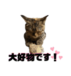 猫みーみ（個別スタンプ：40）