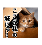 段ボール生活！猫のほっこりライフ（個別スタンプ：1）