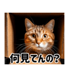 段ボール生活！猫のほっこりライフ（個別スタンプ：2）