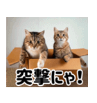 段ボール生活！猫のほっこりライフ（個別スタンプ：3）