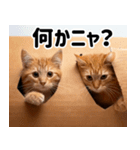 段ボール生活！猫のほっこりライフ（個別スタンプ：6）