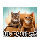 段ボール生活！猫のほっこりライフ（個別スタンプ：7）