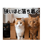 段ボール生活！猫のほっこりライフ（個別スタンプ：8）