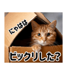 段ボール生活！猫のほっこりライフ（個別スタンプ：10）