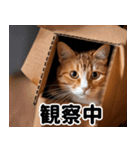 段ボール生活！猫のほっこりライフ（個別スタンプ：11）