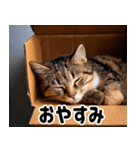 段ボール生活！猫のほっこりライフ（個別スタンプ：12）