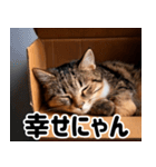 段ボール生活！猫のほっこりライフ（個別スタンプ：16）