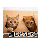 段ボール生活！猫のほっこりライフ（個別スタンプ：17）