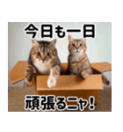 段ボール生活！猫のほっこりライフ（個別スタンプ：19）