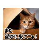 段ボール生活！猫のほっこりライフ（個別スタンプ：20）