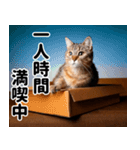 段ボール生活！猫のほっこりライフ（個別スタンプ：22）