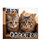 段ボール生活！猫のほっこりライフ（個別スタンプ：23）