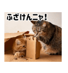 段ボール生活！猫のほっこりライフ（個別スタンプ：24）