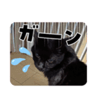 おばあちゃん猫の気ままな毎日（個別スタンプ：9）