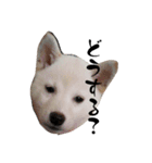 豆ちゃんタイプの柴犬ver.2（個別スタンプ：1）