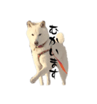 豆ちゃんタイプの柴犬ver.2（個別スタンプ：2）