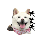 豆ちゃんタイプの柴犬ver.2（個別スタンプ：5）