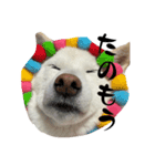 豆ちゃんタイプの柴犬ver.2（個別スタンプ：6）